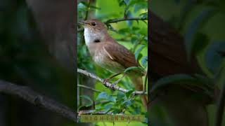 Nightingale Singing in a Powerful Voice  Very Beautiful Common Nightingale Bird🐦 [upl. by Ennairod]