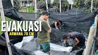 EVAKUASI INDUKAN KE KOLAM FARM CIAMPEA  88 RED GALLERY [upl. by Lisab]