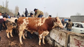 DORMANCHA CHORVA BOZORI BUGUNGI NARXLAR BILAN TANISHING [upl. by Dnalsor]