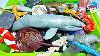 Sea Animals  Shark Whale Stingray Crab Squid Turtle Jellyfish Crustaceans Cephalopods 13 [upl. by Tosch]