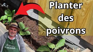 comment planter les poivrons [upl. by Clothilde]