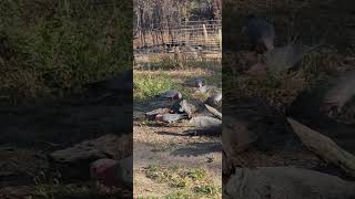 Galahs at the new feeding logs [upl. by Raphael]