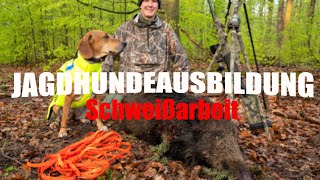 Jagdhundeausbildung 1 SCHWEIßARBEIT [upl. by Cynara]