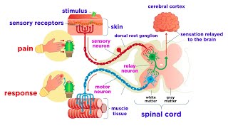 The Peripheral Nervous System Nerves and Sensory Organs [upl. by Davis585]