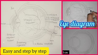 Structure of eye diagram [upl. by Nirrok]