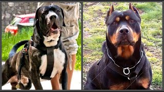 Top7 increibles hibridos en Razas de perros Poderosos [upl. by Calan]