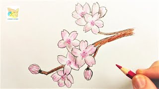 comment dessiner des fleurs de cerisier japonais [upl. by Sellma]