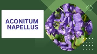 Aconitum Napellus  Materia Medica  Homoeopathy  MateriaMedicaSpotlight [upl. by Llezom]