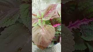 Colias plant gardening indoorplantplantnature [upl. by Joost302]