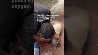 Dog saved by first responders from a burning building Shorts [upl. by Ettevey971]