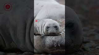 Real Seal Sounds  High Quality  Cute Seal Sound Experience  4K [upl. by Simona]