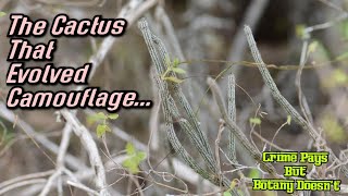 The Cactus That Evolved Camouflage  Echinocereus poselgeri [upl. by Narra12]