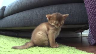 Abyssinian kitten falling asleep [upl. by Atiruam63]