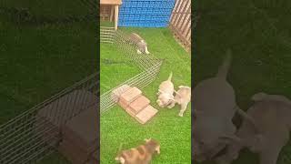 Los perros son mejores que los gatos 🐶🐱 dog dogsoftiktok doglover challenge funny viralvideo [upl. by Charie]