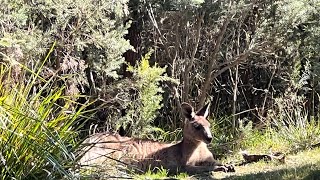 Road Trip in Dandenong Ranges windingroad dandenongranges melbournevictoria australia [upl. by Norrv]