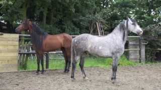 Andalusian Horse helps another Horse to overcome his fear  amazing empathy [upl. by Arahas502]