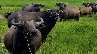 Dairy Cow And Buffalos Go to Rice Field  Cow And Buffalos Farming [upl. by Mcclish499]