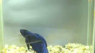 betta fish fish bettafish shorts 542 [upl. by Kostman]