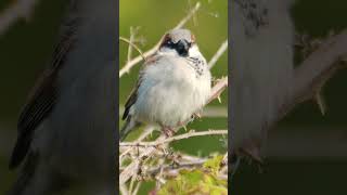 The Sparrows jolly chirps  Bird sounds nature sounds shorts [upl. by Alakim251]