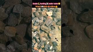 snake🐍hunting under water😳  snake attack  snake bite  shorts snake reptiles deadlyfoorest [upl. by Asiul606]