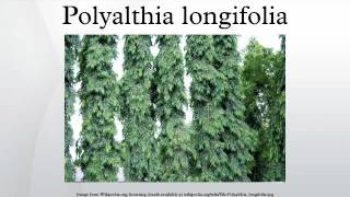 Polyalthia longifolia [upl. by Stovall129]