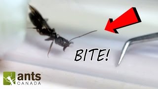 OMG I Caught a NEW QUEEN ANT  A MONSTER ANT BATTLE feat Trapjaws Weaver Ants Marauder Ants [upl. by Atima]