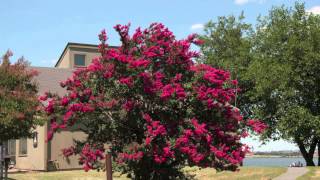 Fast Growing Red Crepe Myrtle [upl. by Alexis]