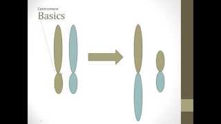 Robertsonian Translocation Basics [upl. by Amme]