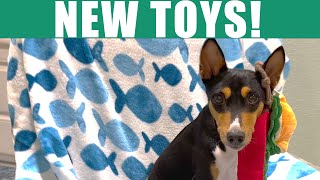 Basenjis Get More New Toys nocciola [upl. by Eselehs]