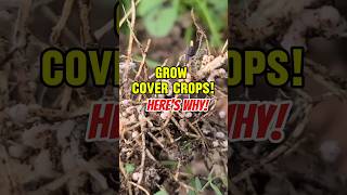 Want GREAT SOIL Grow COVER Crops [upl. by Ezarra]