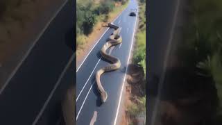 Big Anaconda Snake in the World 😮 shorts snake viralvideo trending youtubeshorts [upl. by Hebert]