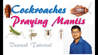 Lecture 21 Insect orders Blattodea Cockroaches amp Mantodea Praying Mantis [upl. by Anay]