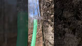 Maple sap running in spout [upl. by Dawkins]