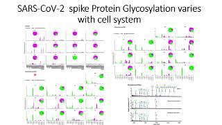 SARSCoV2 Spike protein glycosylation varies with different cell system Code 306 [upl. by Hajin]