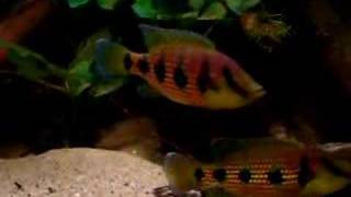 hemichromis elongatus cameroon [upl. by Avihs778]