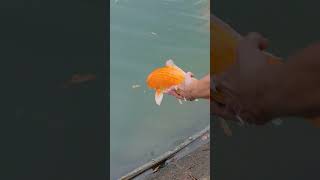 UNC Pembroke Koi Fish Release [upl. by Enined887]