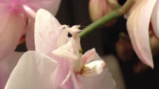 Orchid Mantis  Hymenopus Coronatus [upl. by God]