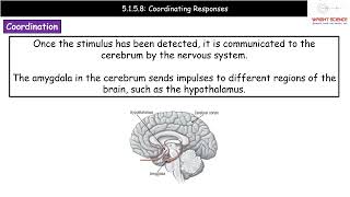 A Level Biology  5158  Coordinating Responses [upl. by Annaillil608]