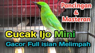 CUCAK IJO MINI GACOR FULL ISIAN MELIMPAH  Pancingan amp Masteran [upl. by Leese193]