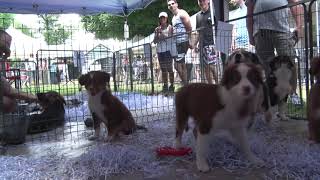 SALON DU CHIOT 2019 à FONTAINEBLEAU 77 [upl. by Ahk276]