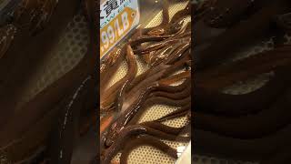 Live eels viralshort eel liveanimals shorts [upl. by Yrek]