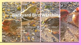 BACKYARD BIRD WATCHING twitcher birdwatching backyardbirds finch peaceful asmr asmrnature [upl. by Joappa]