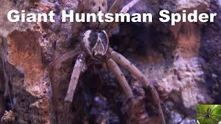 Giant Huntsman Spider Heteropoda Venatoria [upl. by Bamford]