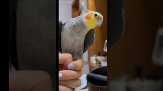 Best cocktail singing coco dance new cocktail birds singingsong viralvideo youtubeshorts [upl. by Bern65]