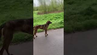 Malinois vs beauceron  Analyse d’interaction 🔍 canin dogsofttiktok training chien k9 [upl. by Carpet236]