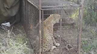 A leopard was caught at Mokopane [upl. by Otrebide]