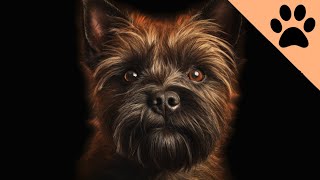 All about the Cairn Terrier [upl. by Lorrie]