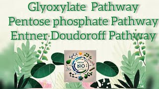 Glyoxylate Pathway Pentose Phosphate Pathway and EntnerDoudoroff Pathway [upl. by Ennaeel594]