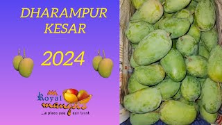 dharampur kesar Mango 2024 aam bestfruit talala bestmango alphanso mango kesar gondalyard [upl. by Eissoj]