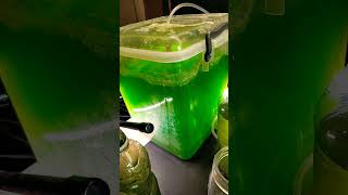 Algae project progress and harvesting biofuels sustainability experiment science microalgae [upl. by Nada]